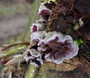 Chondrostereum purpureum.jpg