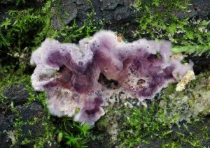 Chondrostereum purpureum (2).jpg