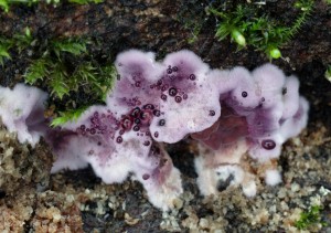 Chondrostereum purpureum (4).jpg