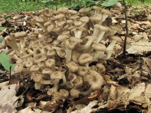 choro o-Polyporus umbellatus.jpg