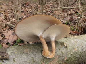 choro poloplstov-polyporus brumalis1.JPG