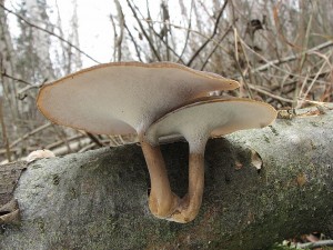 choro poloplstov-Polyporus brumalis.JPG