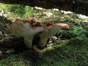 choro smolonoh-Polyporus badius2.jpg