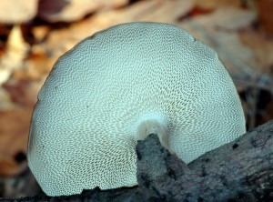 Choro zimn - Polyporus brumalis (3).jpg