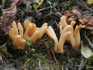 Clavaria fumosa.jpg
