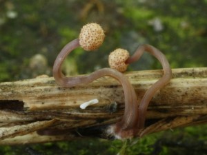 Claviceps purpurea2.jpg