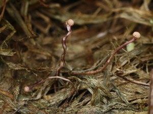Claviceps purpurea.jpg