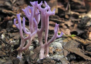 Clavulina amethystina.jpg