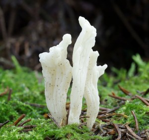 Clavulina rugosa.jpg