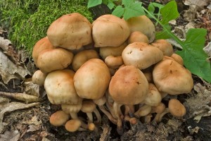 collybia_fusipes_dm_14.jpg