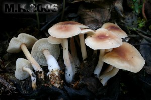 Collybia_hariolorum.jpg