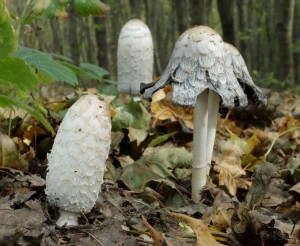 Coprinus comatus.jpg