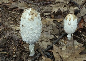 Coprinus comatus.jpg