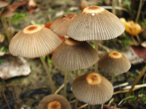 Coprinus plicatilis-skupinka.jpg