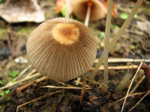 Coprinus plicatilis.jpg