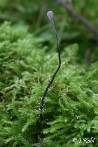 cordyceps1.jpg
