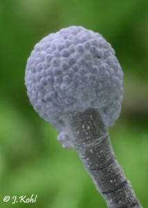 cordyceps2.jpg