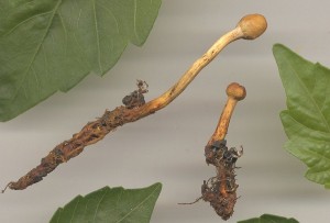 cordyceps_ gracilis_1_s.jpg