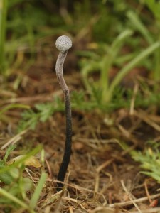 Cordyceps entomorrhiza1.jpg