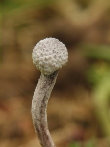 Cordyceps entomorrhiza2.jpg