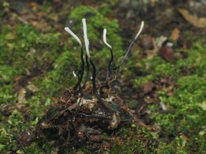 Cordyceps entomorrhiza.jpg