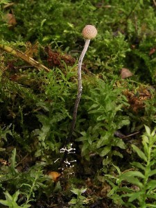 Cordyceps entomorrhiza D1.jpg