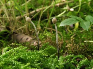 Cordyceps entomorrhiza D.jpg