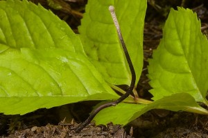 cordyceps_entomorrhiza_dm_16.jpg