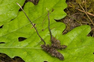 cordyceps_entomorrhiza_dm_21.jpg