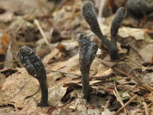 Cordyceps ophioglossoides2.jpg