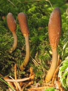 Cordyceps ophioglossoides.jpg