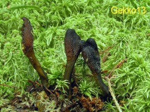 Cordyceps_ophioglossoides.jpg