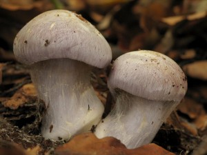 Cortinarius3.jpg
