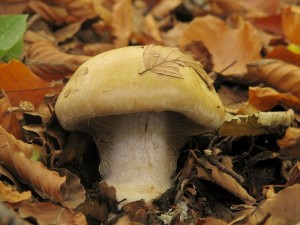 Cortinarius4.jpg