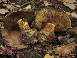 Cortinarius atrovirens1.jpg