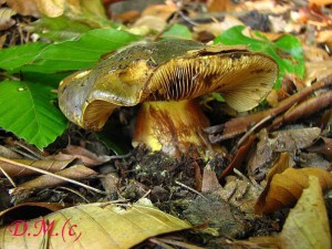 Cortinarius atrovirens2.jpg