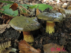 Cortinarius atrovirens3.jpg