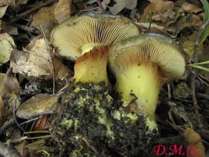 Cortinarius atrovirens4.jpg