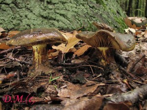 Cortinarius atrovirens.jpg