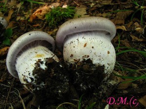 Cortinarius balteatocumatilis1.jpg