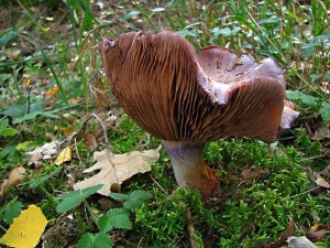 Cortinarius caerulescens1.jpg