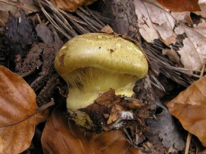 Cortinarius_cf_citrinus.JPG