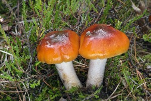 Cortinarius mucosus 2015-09-25 JS.jpg