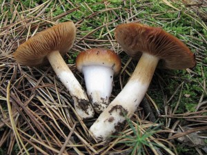 Cortinarius mucusos1.jpg