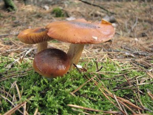 Cortinarius mucusos.jpg