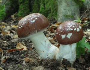 Cortinarius praestans.jpg