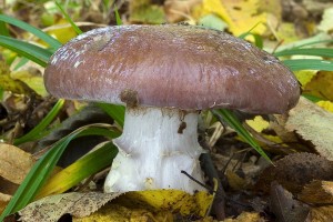 cortinarius_praestans_dm_23.jpg