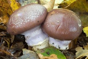 cortinarius_praestans_dm_25.jpg