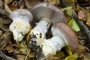 cortinarius_praestans_dm_28.jpg