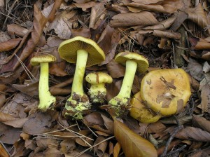 Cortinarius_splendens.JPG